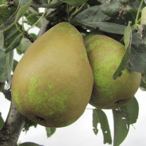 Perenboom 'Triomphe de Vienne' halfstam